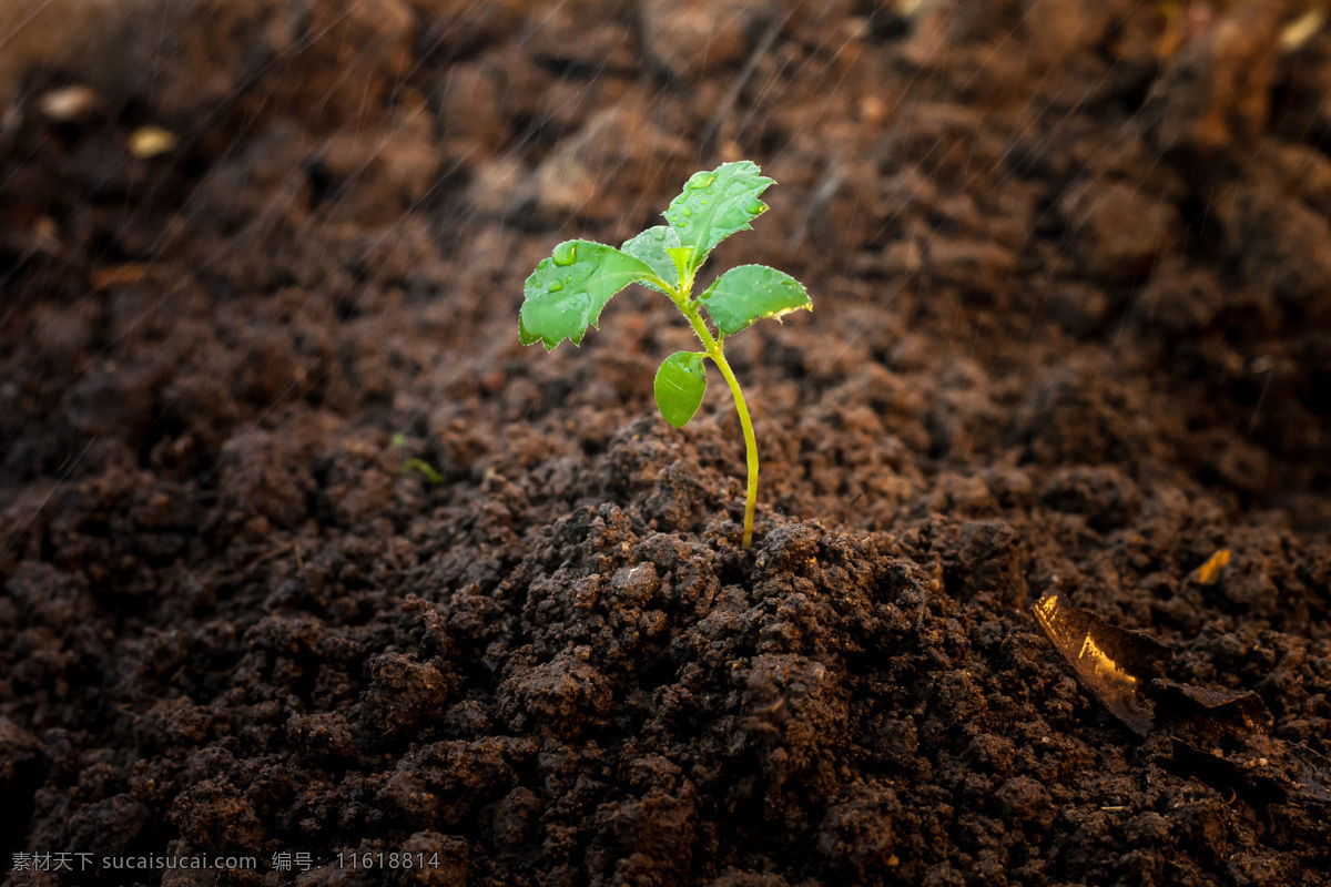 泥土 里 新 芽 泥土里的新芽 土壤 小苗 幼苗 新芽 绿芽 生命力 植物新芽 花草树木 生物世界