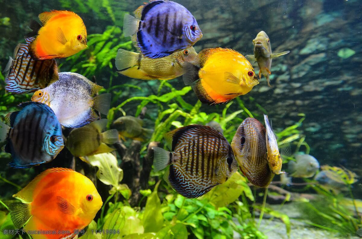 海底世界 海底 珊瑚 海龟 热带鱼 咸水鱼 海洋生物 海洋景观 鲸鱼 鲨鱼 乌龟 鲤鱼 钓鱼 金鱼 锦鲤 大海 海鱼 海洋馆 海洋世界 海洋 海底总动员 海豚 海底背景 海洋背景 水族馆 水族世界 深海鱼宫 水下世界 海底鱼 海洋鱼 海底生物 鱿鱼 鱼群 虾 水母 海马 河鱼 观赏鱼 生物世界 其他生物