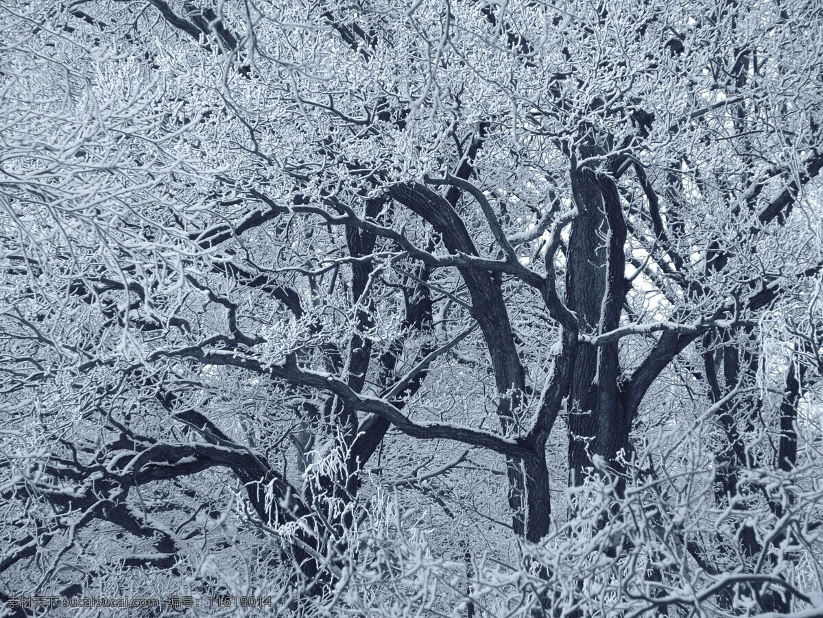 雪景 树枝 雪 落雪 树杈