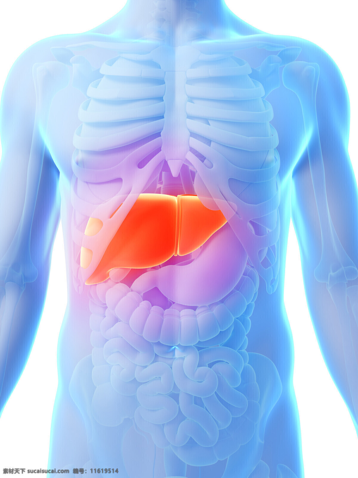 人体 肝脏 器官 肝脏器官 肝 肠胃器官 人体器官 人体器官组织 医疗护理 现代科技