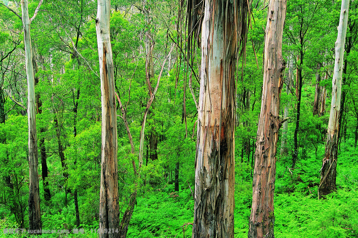 森林免费下载 森林 树木 树木剪影 树木植物 风景 生活 旅游餐饮