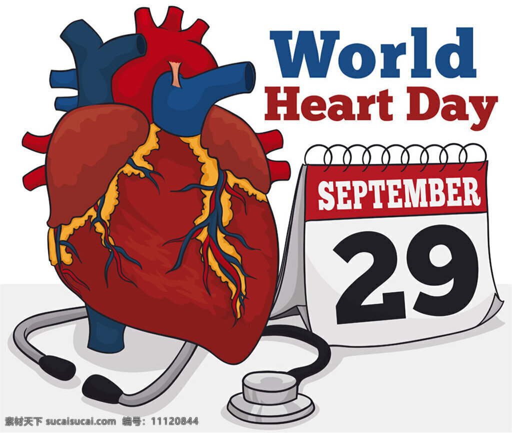 心脏和日历 心脏 日历 听诊器 矢量 台历 办公室 日期 心肝 器官