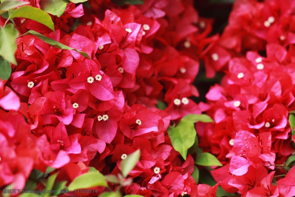 鲜艳 红色 三角梅 花卉 花草 花朵 花 花枝