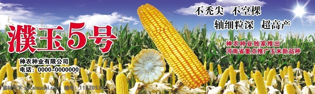 神农 玉米 农业 黄色