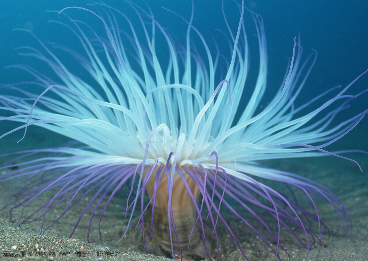 海葵 珊瑚 海底 鱼 海澡 海底世界