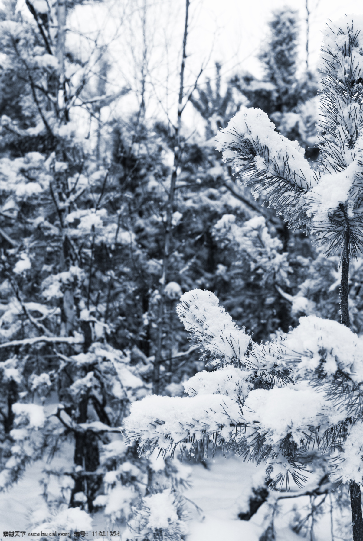 树枝 上 雪花 冬季 冬天 雪景 美丽风景 景色 美景 积雪 雪地 森林 树木 山水风景 风景图片