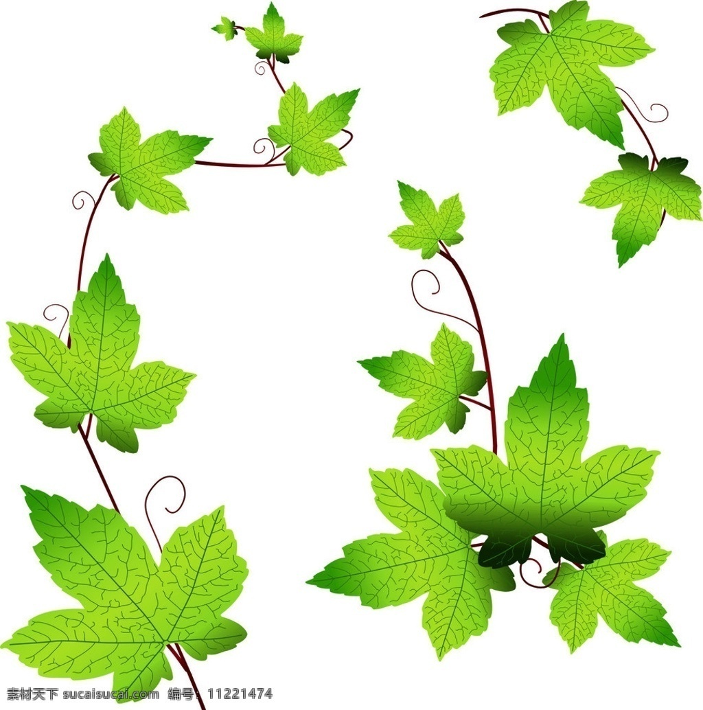 矢量爬山虎 爬山虎 矢量素材 爬山虎素材 藤蔓 花边 绿叶 绿叶花边 装饰花边 树叶 花藤 矢量花藤 绿色 植物 矢量植物 装饰图案 清爽 卡通爬山书 手绘 花草 生物世界 矢量
