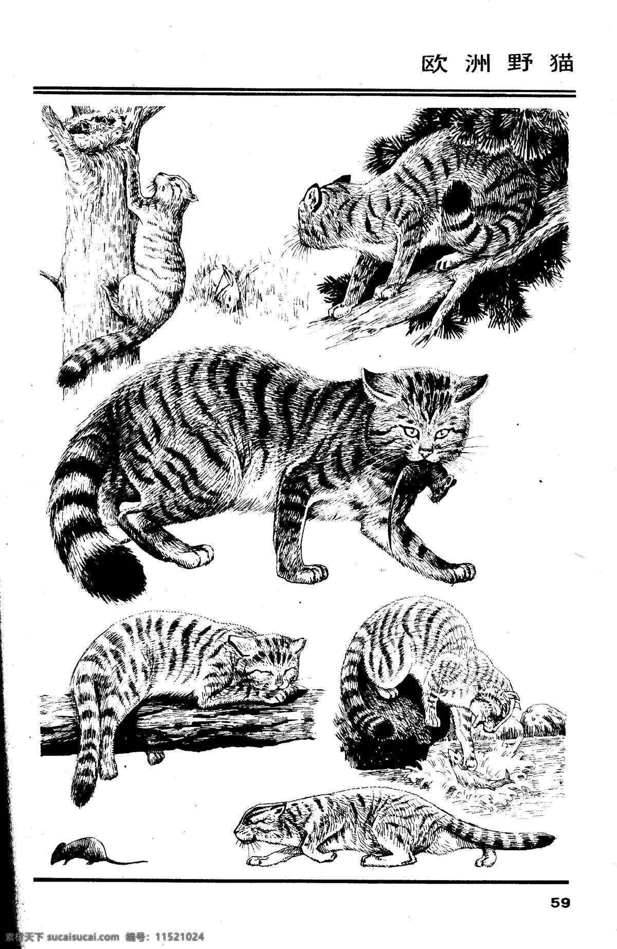 画兽谱63 欧洲野猫 百兽 兽 家禽 猛兽 动物 白描 线描 绘画 美术 禽兽 野生动物 画兽谱 野猫 猫 cat 生物世界 设计图库