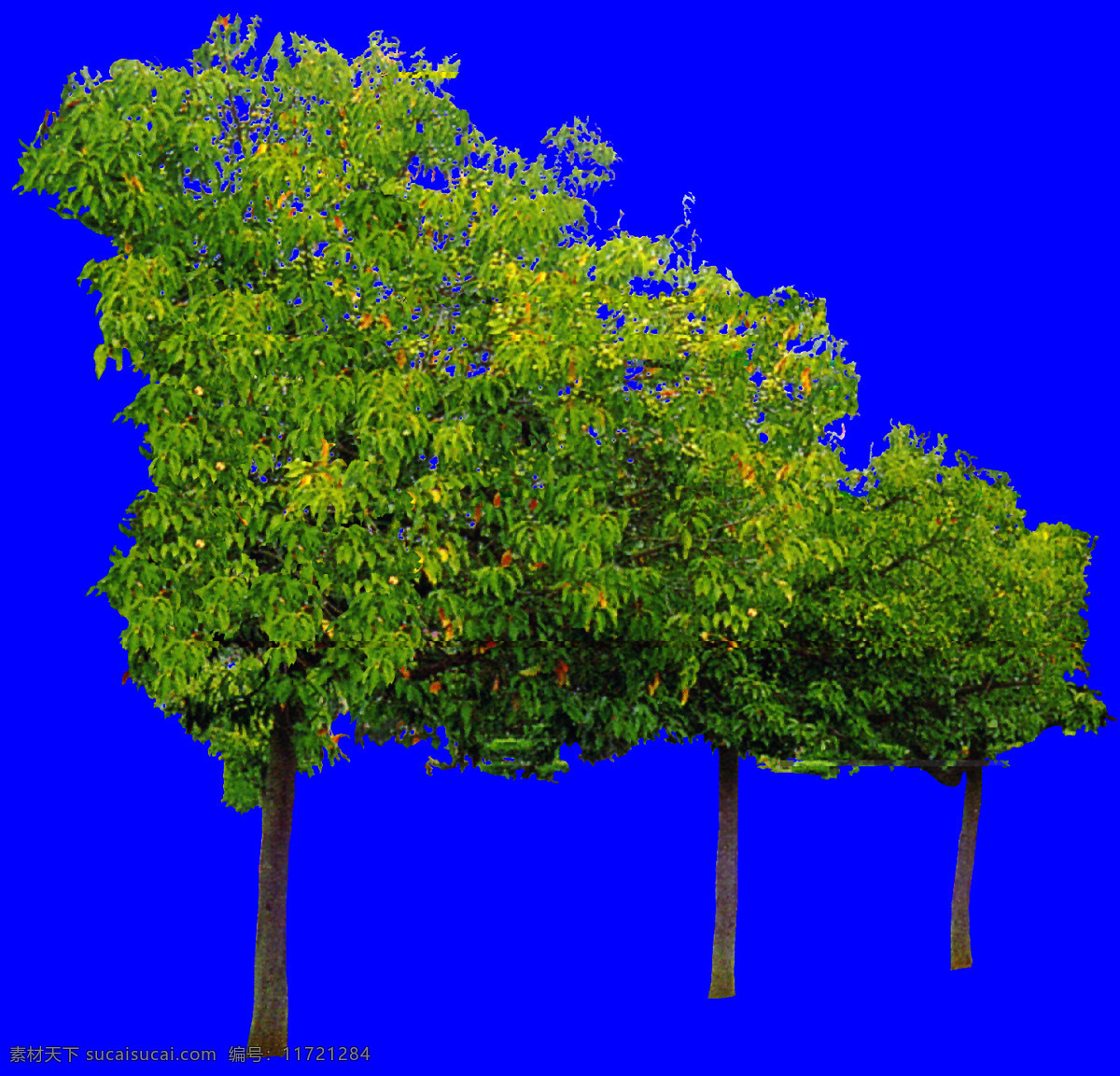 棵 树群 植物 园林植物 多棵 配景素材 园林 建筑装饰 设计素材 3d模型素材 室内场景模型