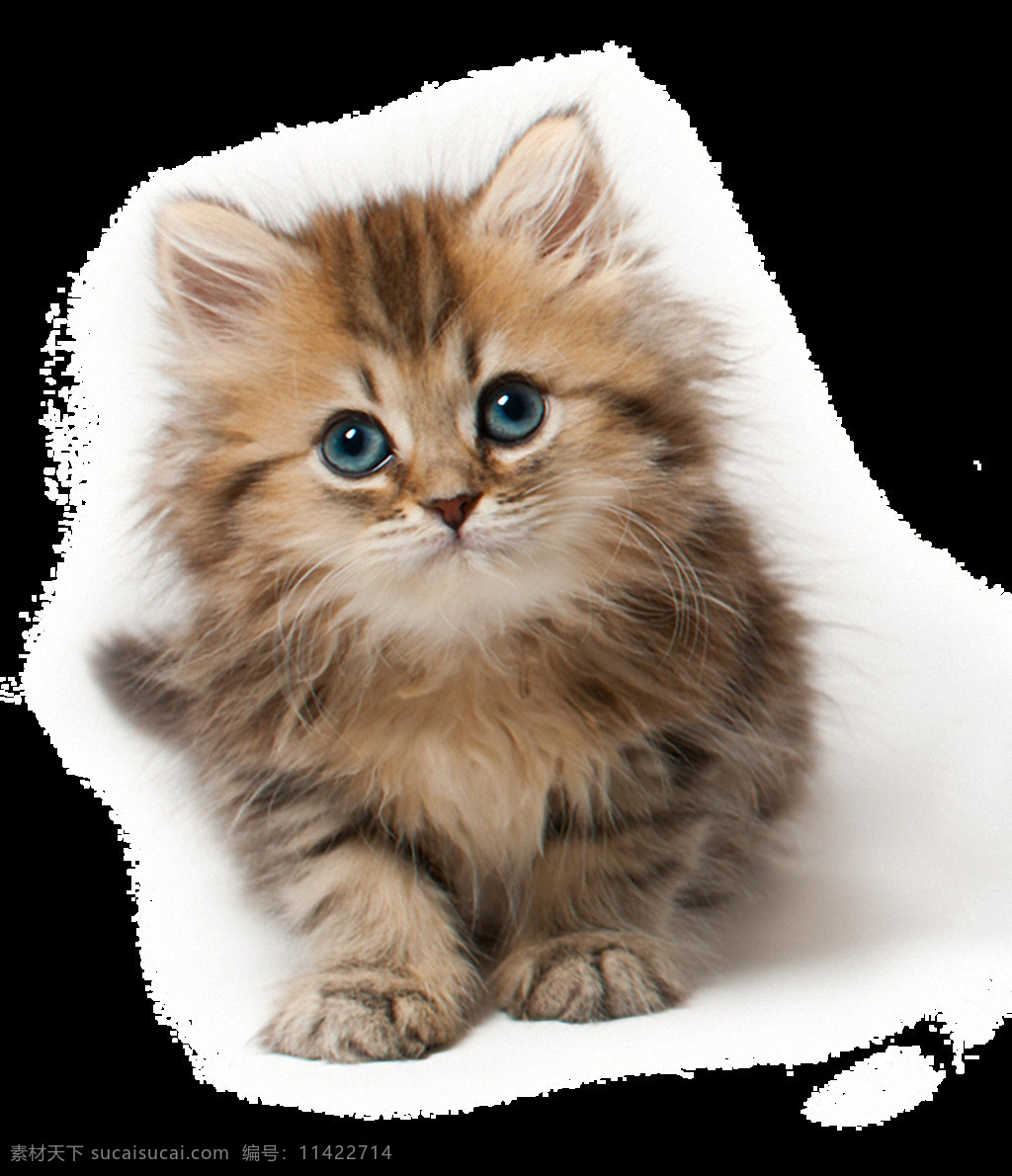 蓝色 大 眼睛 小猫 免 抠 透明 可爱 小 猫咪 猫 小猫图片高清 小猫图片 小猫素材