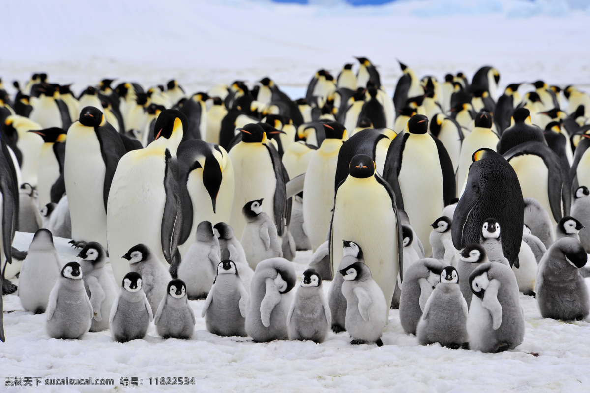一群 企鹅 幼小 雪地 南极 动物 陆地动物 生物世界 黑色