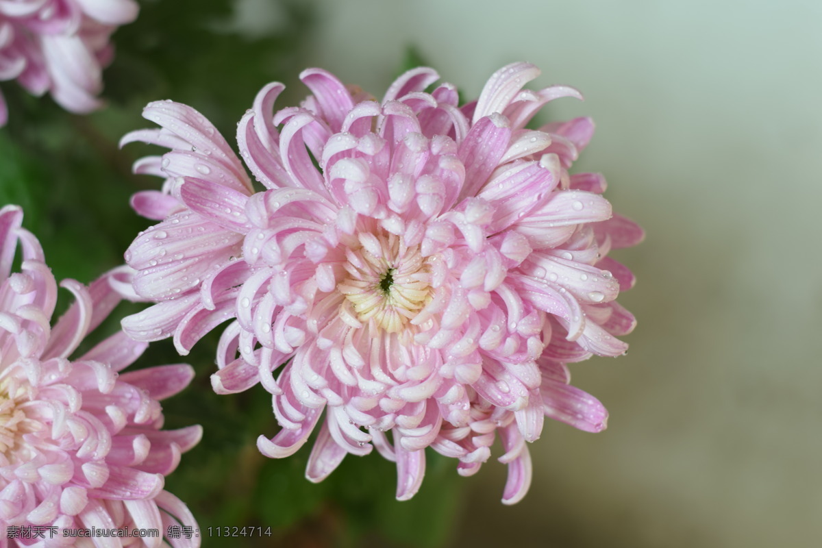 菊花 九月菊 粉色菊花 鲜花 花朵 花 红花 生物世界 花草