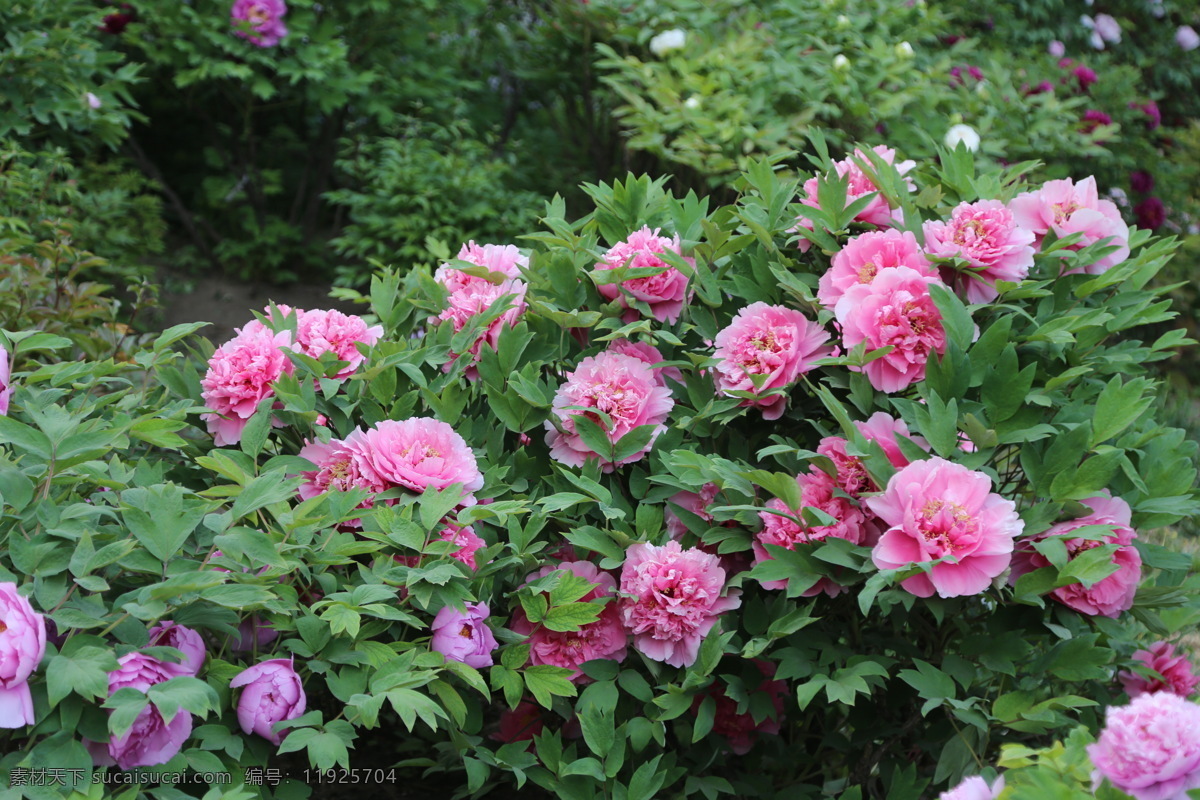 牡丹花 牡丹 花卉 花儿 花草 植物 园林绿化 绿化景观 花朵 花蕊 牡丹园 园艺 富贵牡丹 芍药牡丹 生物世界