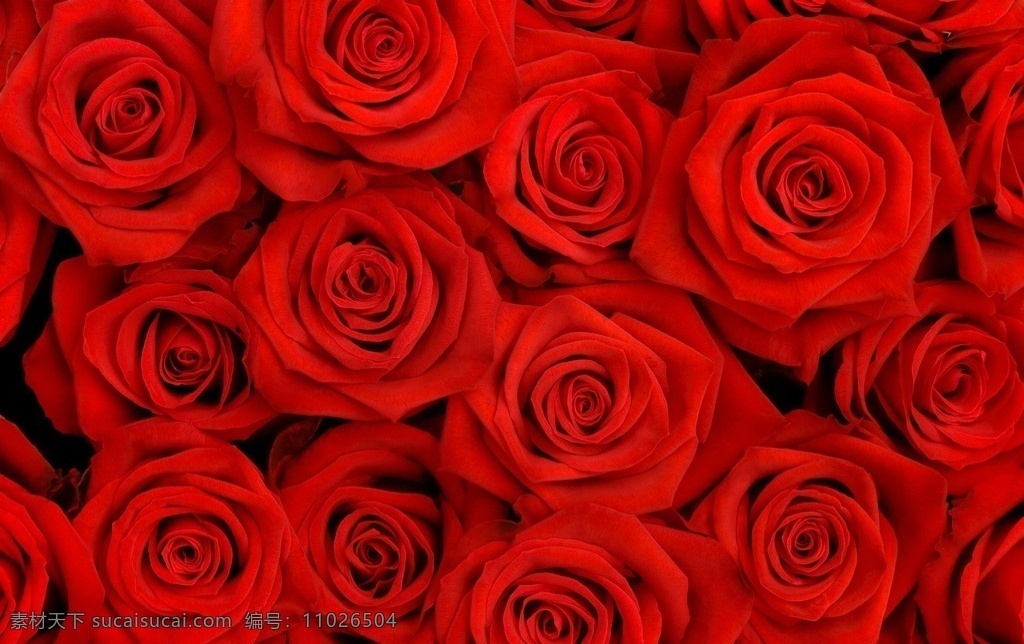 鲜红玫瑰花 花卉 鲜红花朵 鲜花素材 高清鲜花 美丽花朵 漂亮鲜花 花草 生物世界