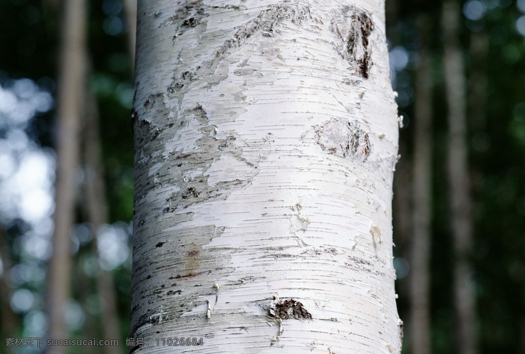 白桦树树干 树皮 树干 树木 材质 贴图 纹理 花草植物树木 生物世界 树木树叶