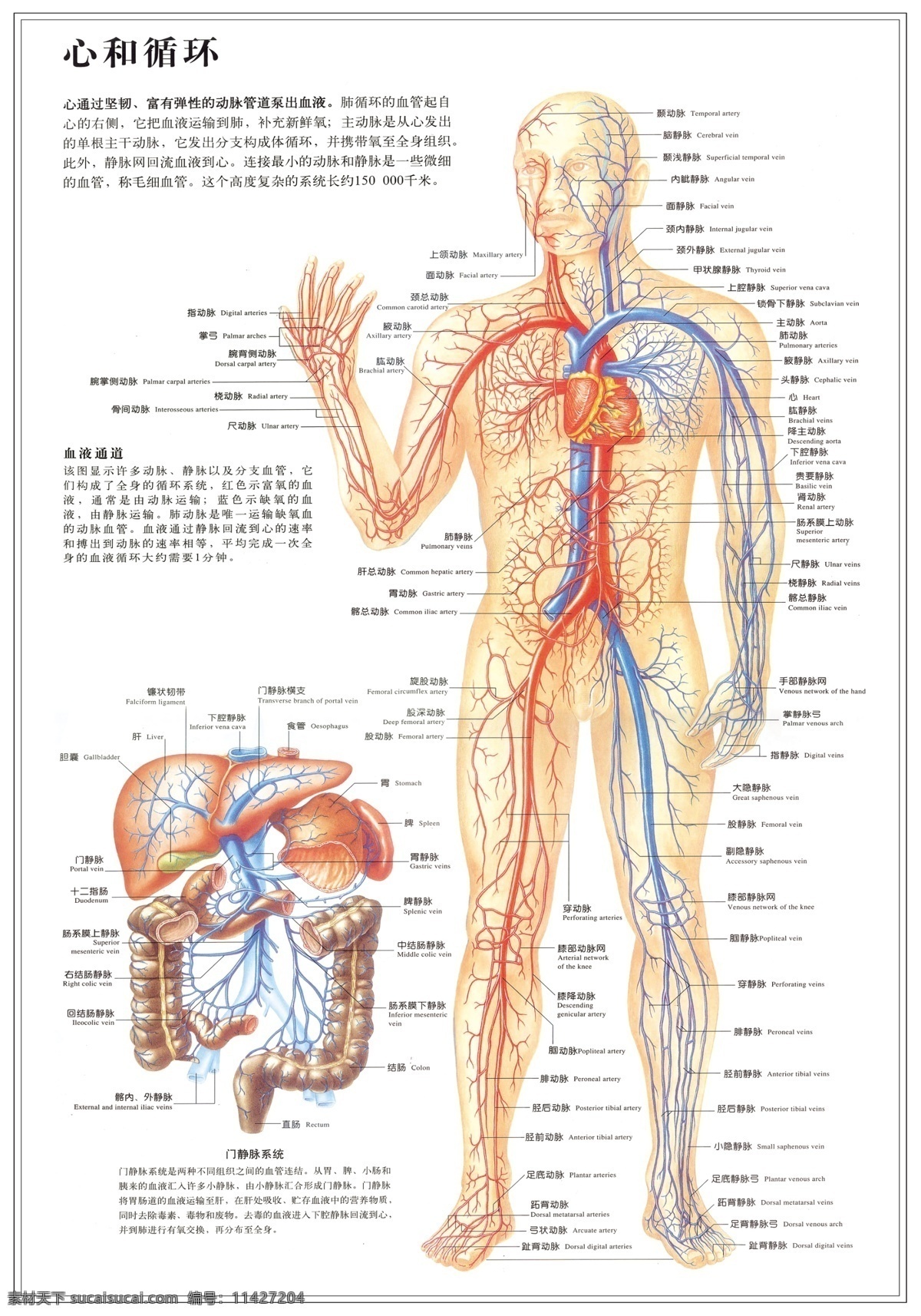 心 循环 人体 解 刨 图 经络 人体解刨 人体结构 架构图 医院挂图 展板 经络图 展板模板