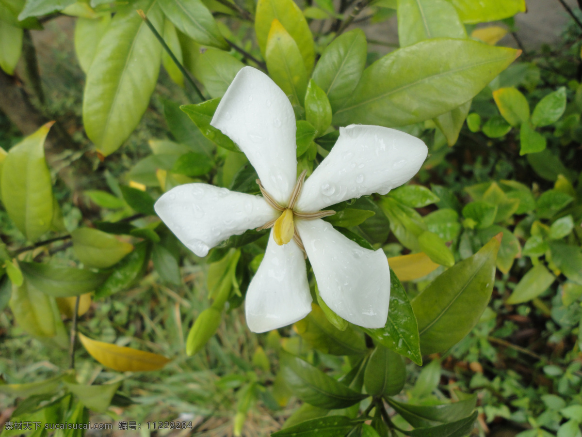 桅子花 雨滴 水珠 花草 生物世界