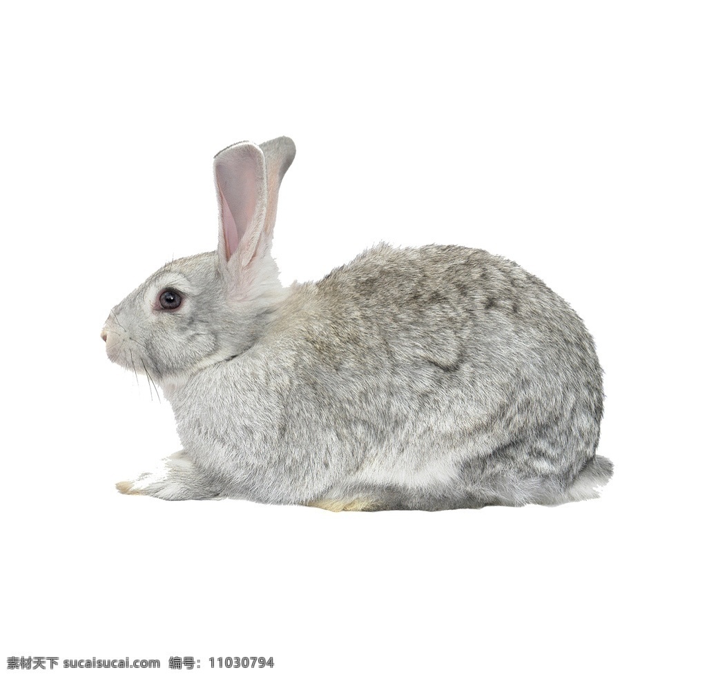 动物 可爱 兔子素材 灰兔