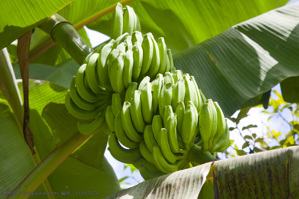 树上挂的香蕉 香蕉 芭蕉树 青香蕉 芭蕉叶 香蕉背景 香蕉摄影 水果 水果摄影 新鲜水果 水果广告 食物 水果蔬菜 餐饮美食 绿色