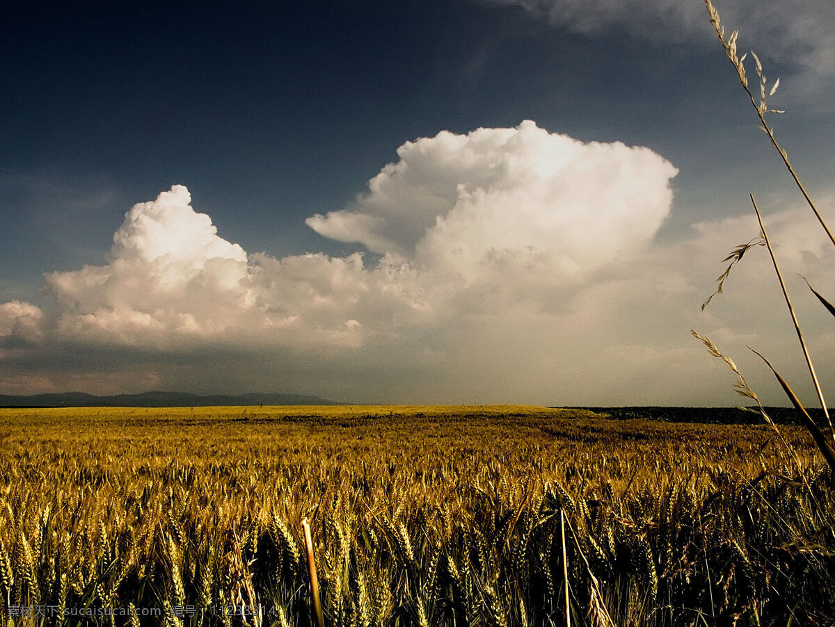 金黄麦田 麦田 秋收季节 收成 小麦 麦地 小麦成熟 麦田蓝天 天空麦田 摄影图片 现代科技 农业生产