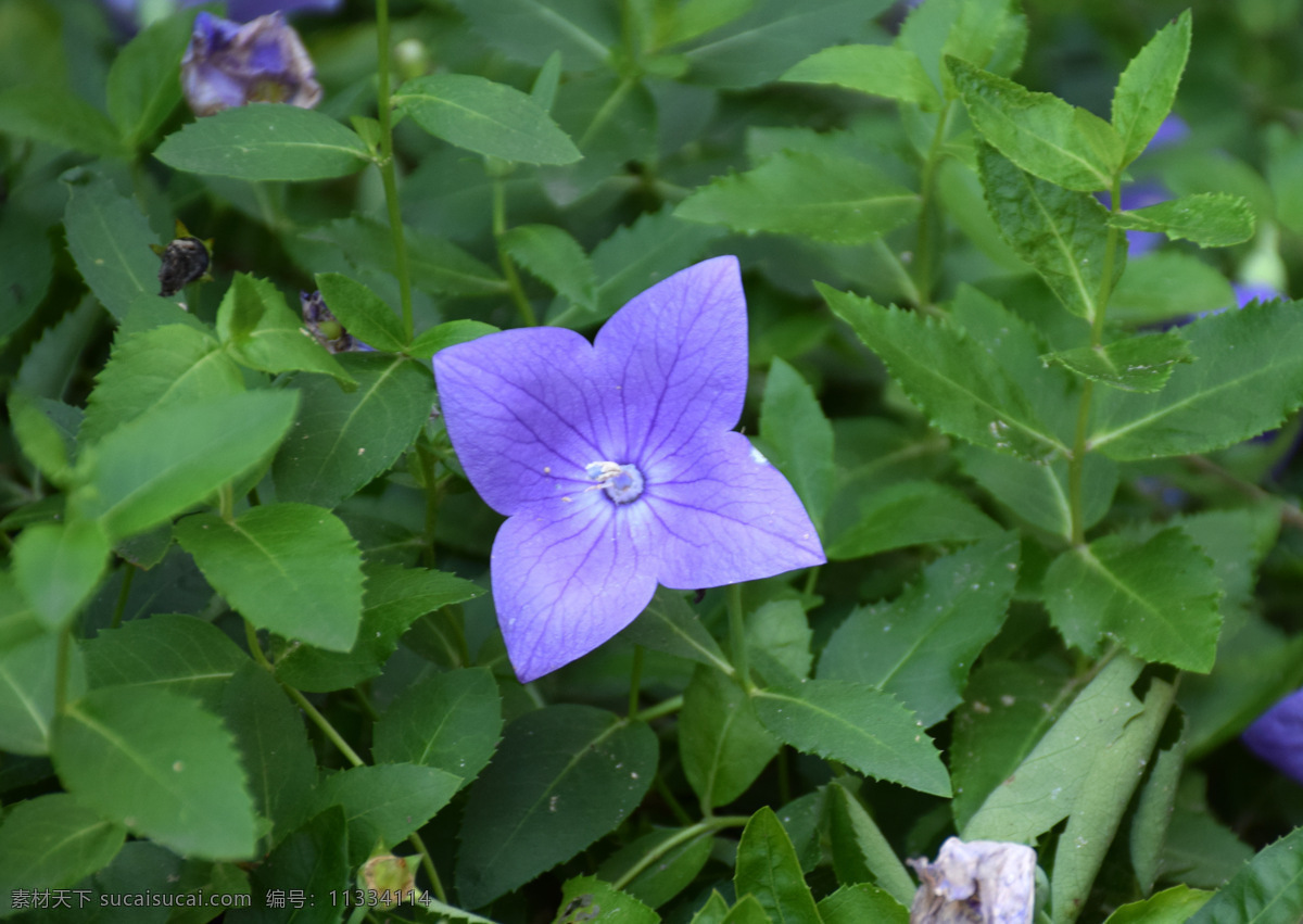 紫色 绿叶 花朵 桔梗 单瓣 桔梗花 生物世界 花草