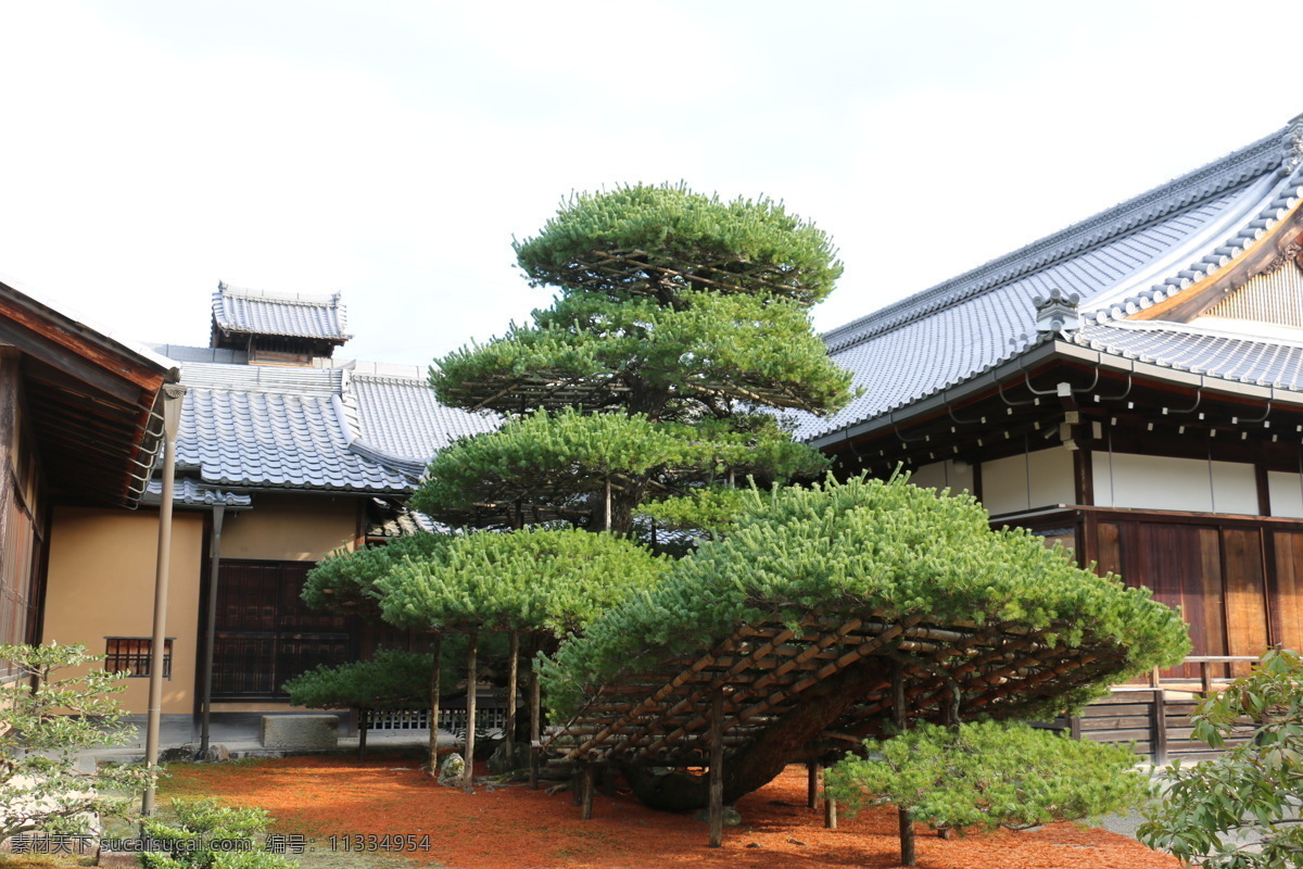 日本金阁寺 金阁寺 日本 园艺 景观 人文 建筑园林 园林建筑