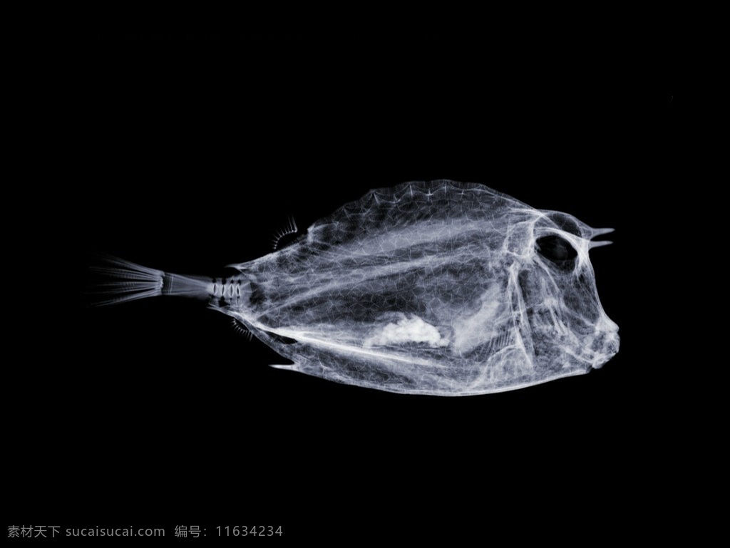 条 鱼 透视图 海洋鱼 效果图 一条鱼透视图 视觉冲击图 创意透视图 动物透视图