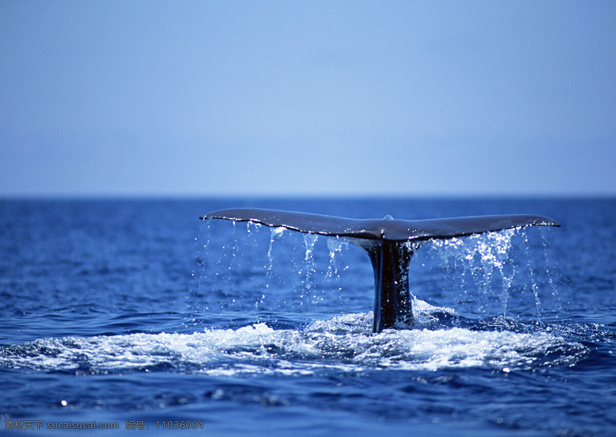 鲸鱼尾巴摄影 动物世界 生物世界 海底生物 鲸鱼 大海 水中生物 蓝色
