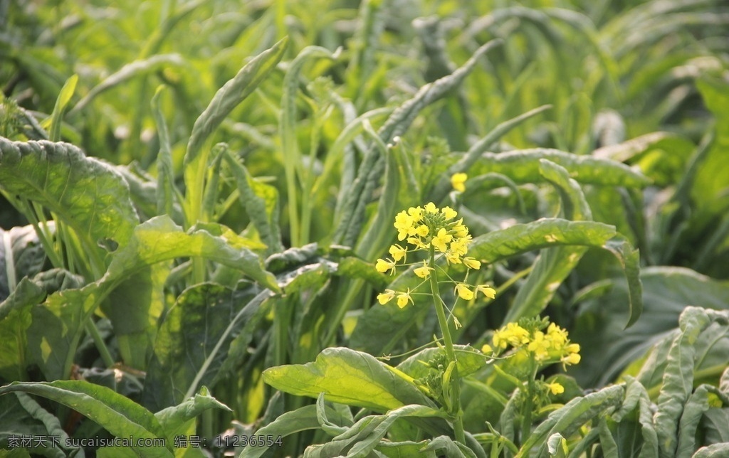 蔬菜 菜心 菜花 青菜 黄花 自然风景 生物世界