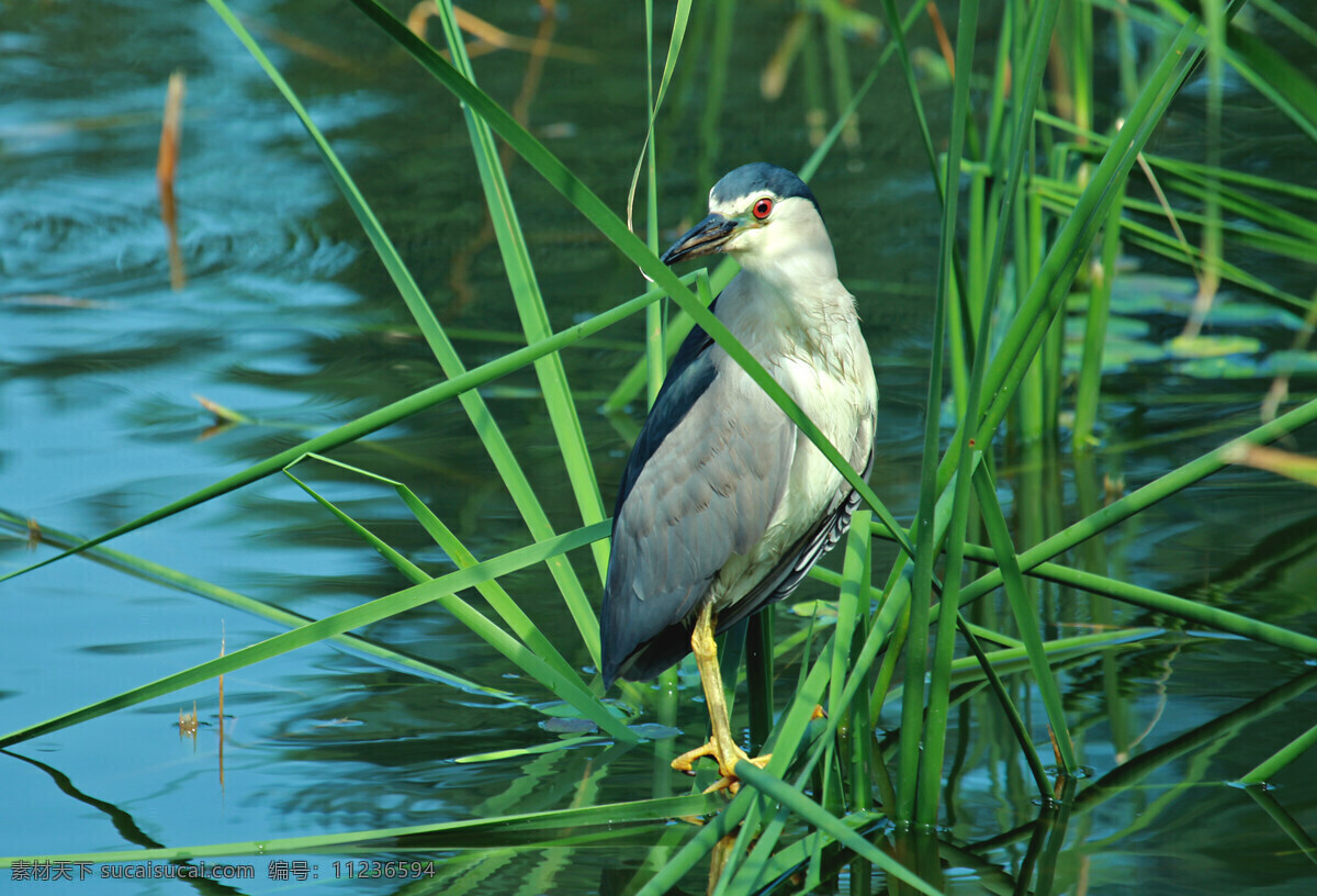水鸟 苇塘 湿地 飞鸟 绿色湖水 夜鹭觅食 飞禽 候鸟 鸟类 生物世界