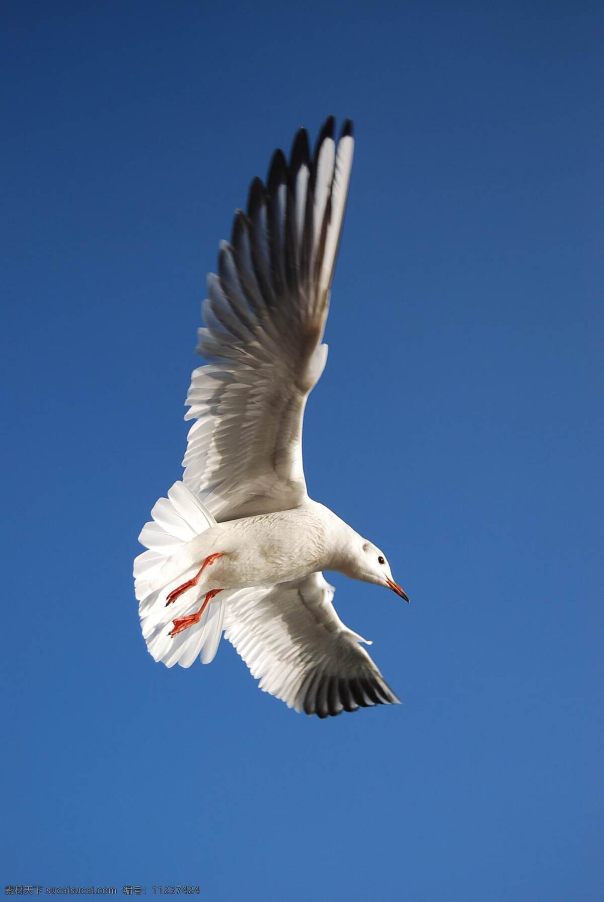 海鸥图片 海鸥 红嘴鸥 动物摄影 空中动物 鸟类图片 禽鸟摄影 飞鸟 海鸟 飞鸟图片 鸟类 生物世界