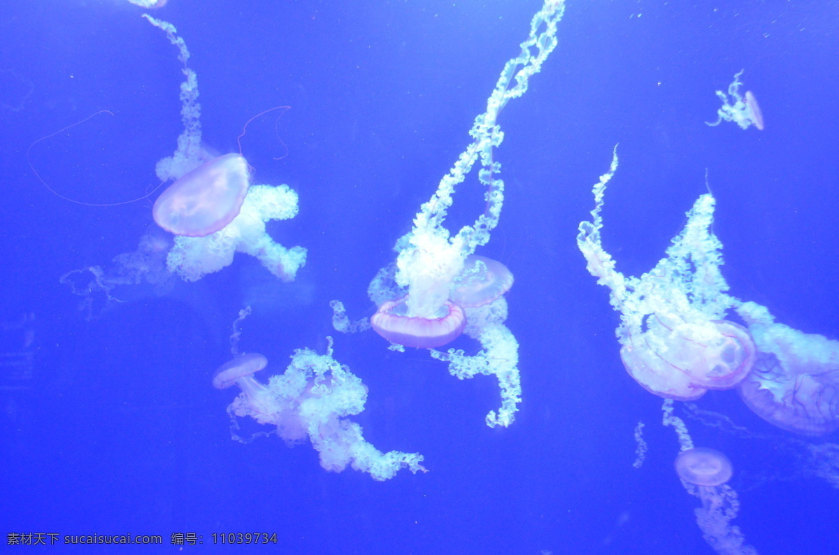 水母 旅游 青岛 海洋生物 特写 动物世界 生物世界