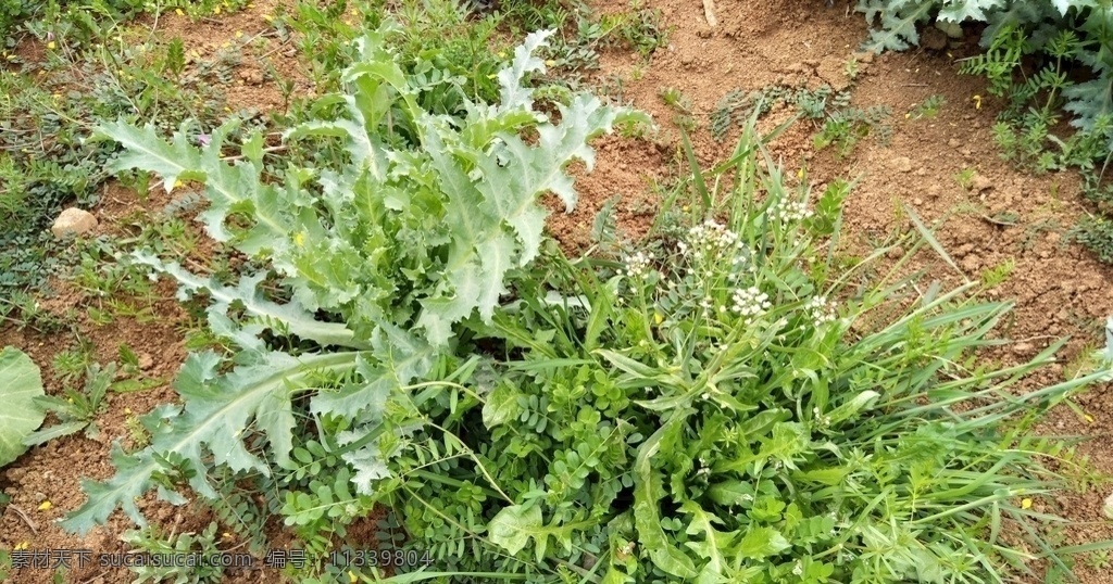 荠菜 青菜 春天 野菜 植物 田野 踏春 自然景观 田园风光