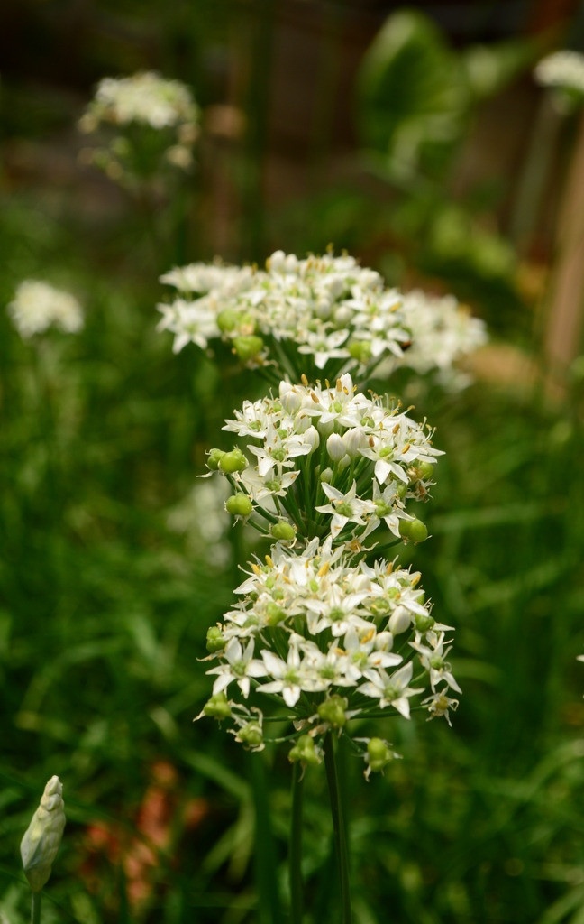 韭菜花 韭菜 花 白色的花 绿色 花草 生物世界