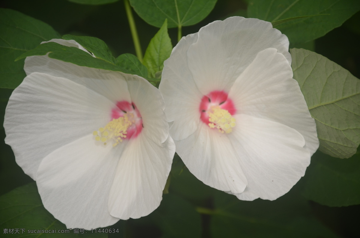 花卉 芙蓉葵 草芙蓉 大花秋葵 花单生于 枝端叶腋间 花大型 白色 花卉系列 生物世界 花草