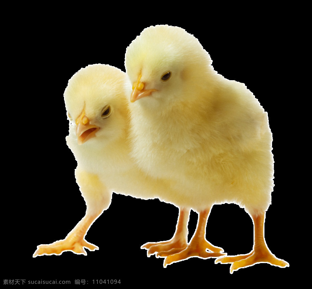 两 只 可爱 小鸡 免 抠 透明 两只可爱小鸡 刚 出生 两只小黄鸡 可爱小鸡仔 卡通小鸡图片 小鸡图片 q版小鸡 黄色小鸡 可爱小鸡