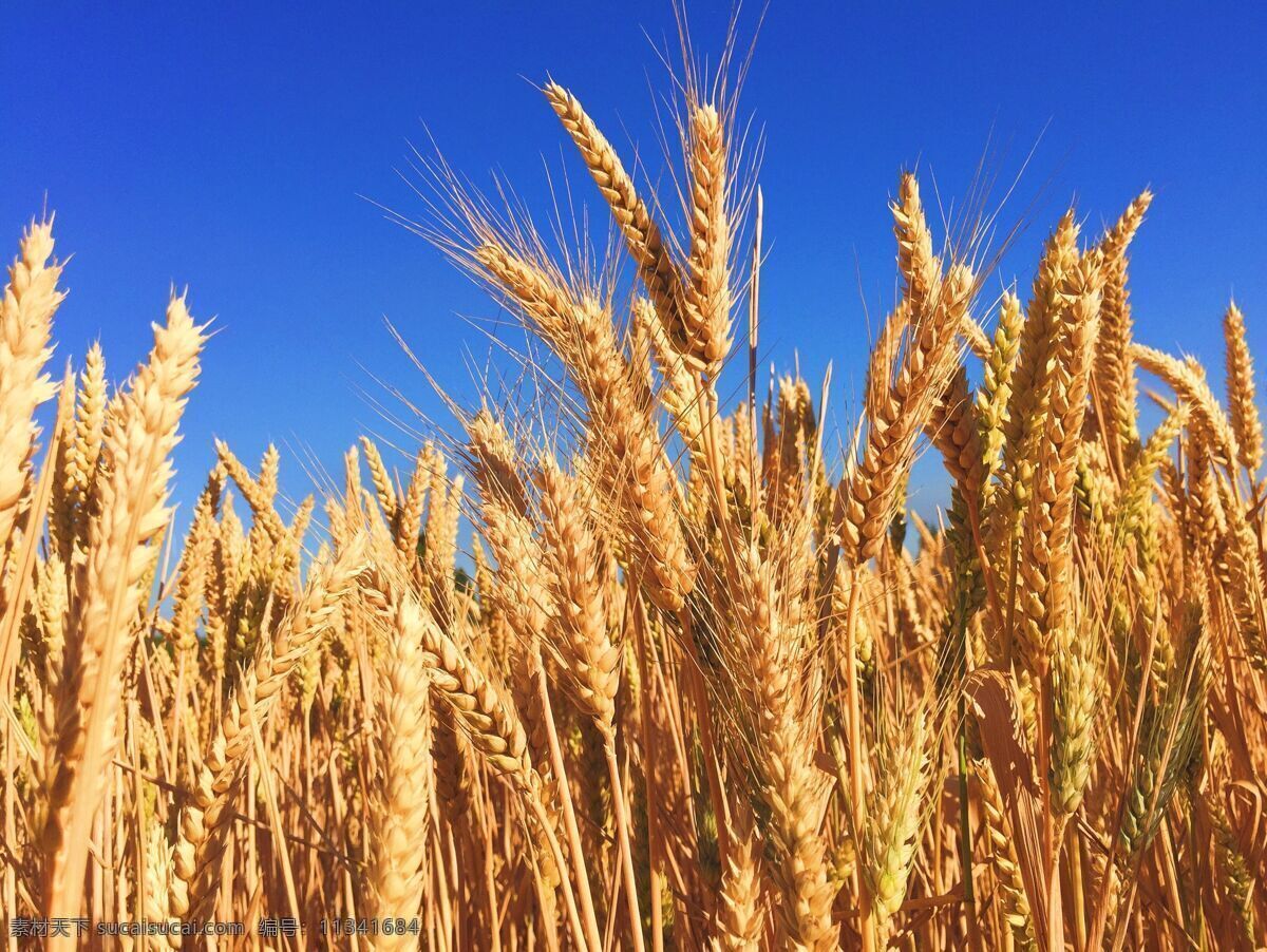小麦 蓝天图片 夏季 收获 天空 蓝天 自然景观 自然风景