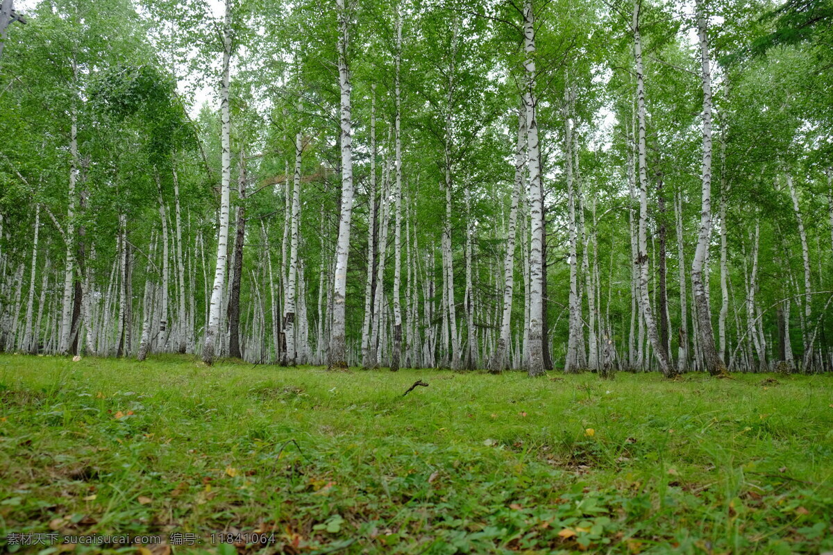 白桦林 树林 树木 树木摄影 林场 森林 树林风景 灌木 天然景色 内蒙古 内蒙古风光 旅游摄影 国内旅游