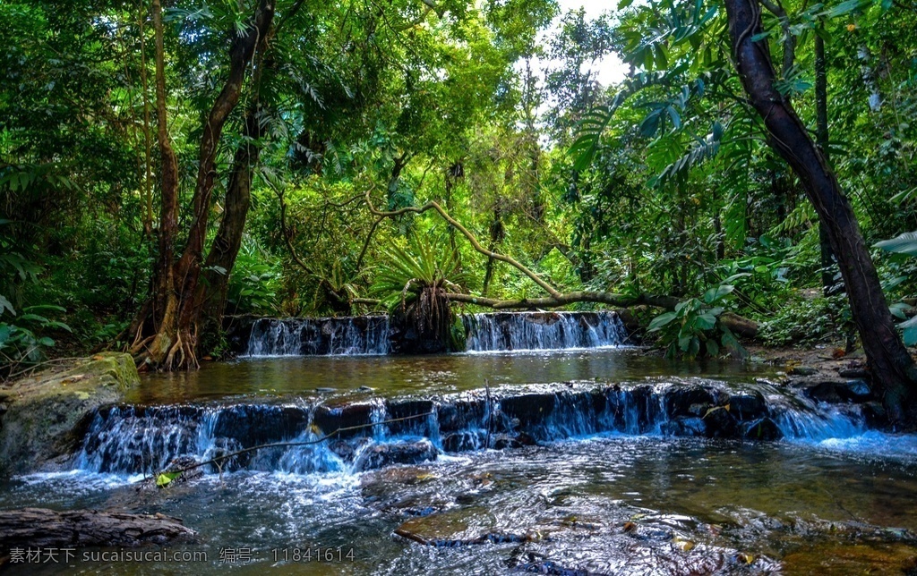 雨林栈道图片 热带雨林 海南 百花岭 龙溪谷 自然景观 自然风景