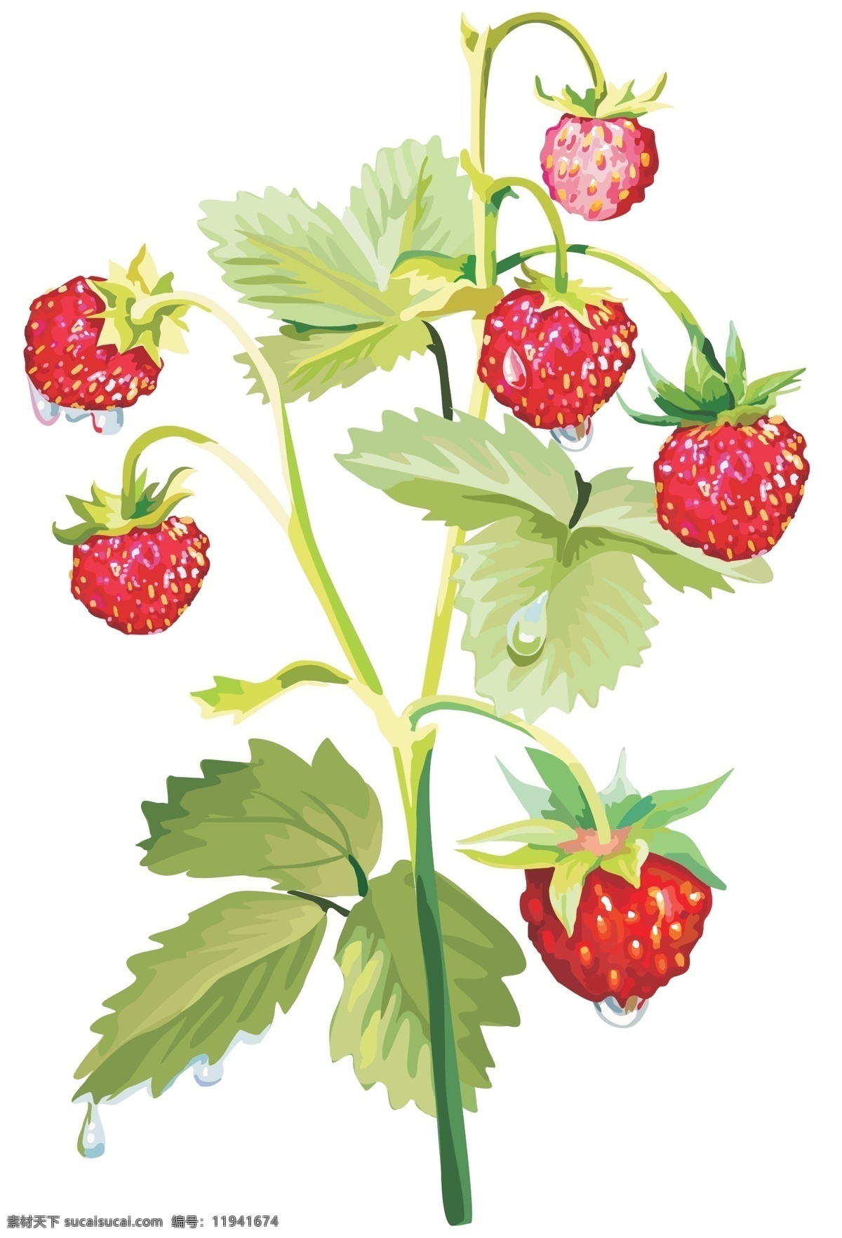 草莓 奶油草莓 树莓 水果 一株草莓 一棵草莓 超市水果 特写 高清 绿叶 叶子 新鲜水果 红色 微距 花托 大棚水果 生物世界 背景分层 白色背景 蔬果 分层 源文件
