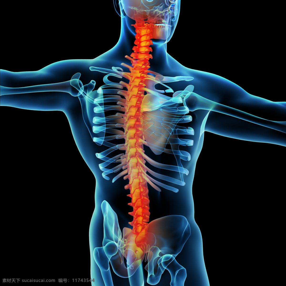 脊椎 肌肉 骨骼 结构 脊柱 颈椎 人体结构 人体骨骼 人体肌肉 人体标本 人体构造 医学 医疗 科学研究 现代科技