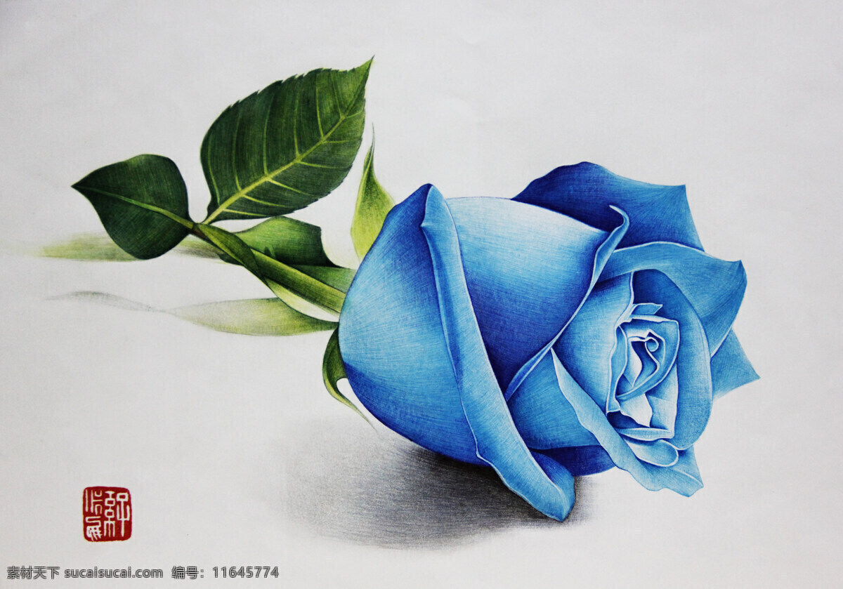 蓝色 玫瑰 背景 蓝色玫瑰 背景图片