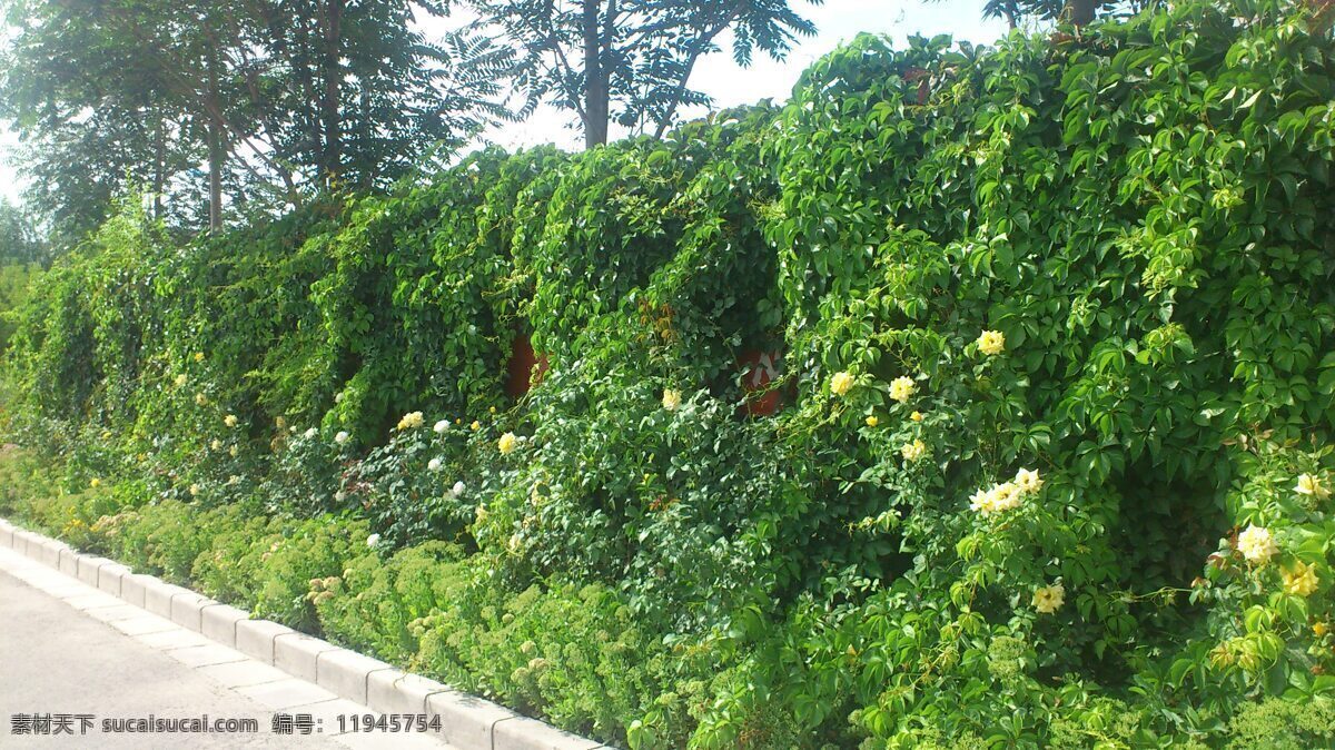 绿色围墙 爬山虎 围墙 花 绿色 伊犁风光 自然风景 自然景观