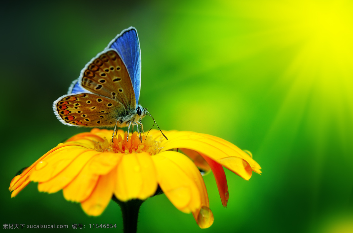 美丽 采花 蝴蝶 高清 昆虫 花朵 黄色 黄花 春天