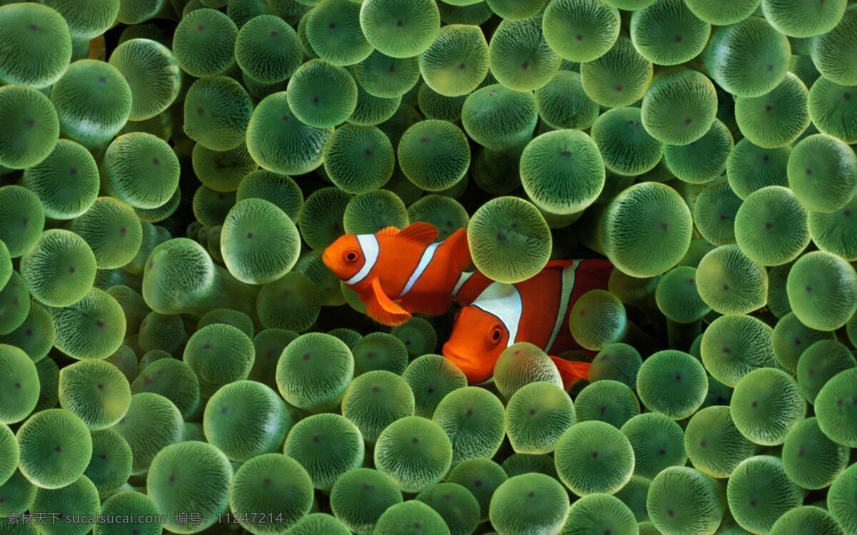 海底世界 海底总动员 海洋 海藻 花纹 环保 蓝色 绿色 小丑鱼 鱼类 鱼子 鱼子酱 游泳 生物 生物世界
