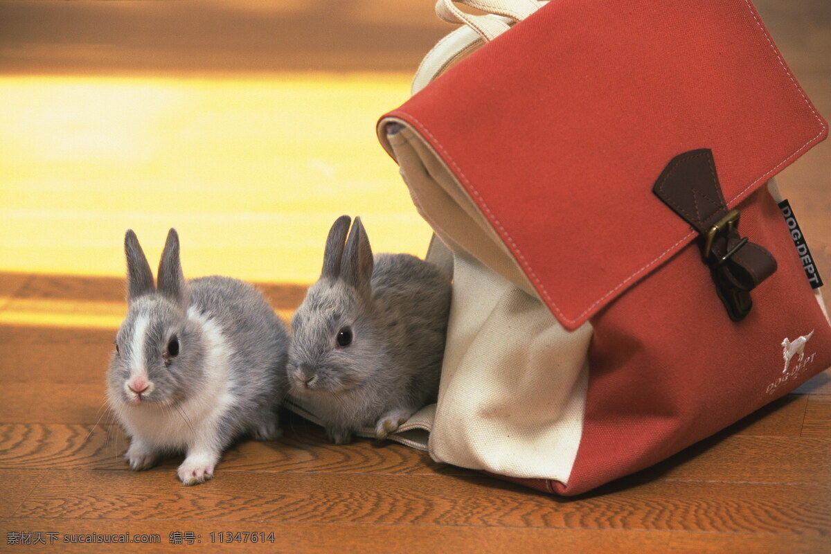 动物免费下载 动物 兔子 小兔 小兔图片 生物世界