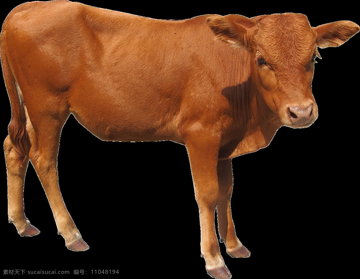 牛素材 黄牛 老黄牛 耕牛 真实动物 生物世界 家禽家畜