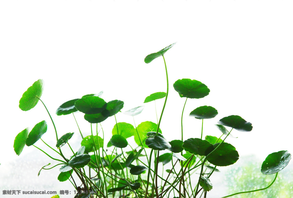 花草 绿色植物 对座草 金钱草 金花菜 铺地莲 路边黄 一串钱 大金钱草 真金草 走游草 临时救 寸骨七 生物世界