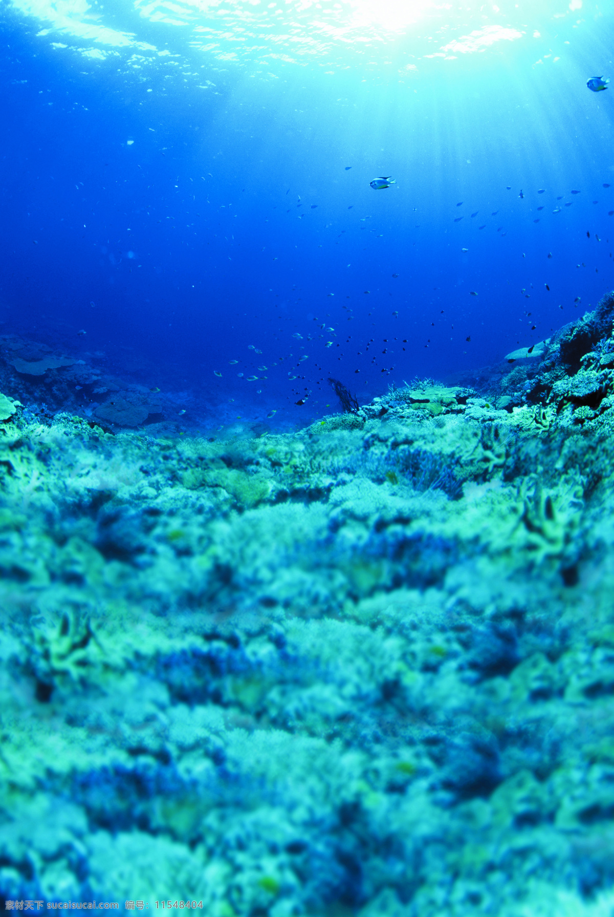 海底 风景 背景 图 海洋风景 背景图 青色 天蓝色