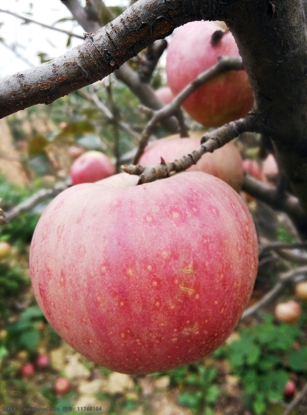 红苹果 苹果树 苹果园 树枝 丰收 希望 秋天 近景 生物世界 水果 黑色